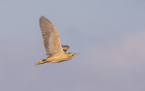 Baardman ©Lars Buckx