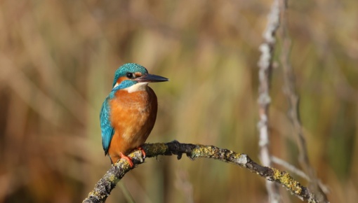 Baardman ©Lars Buckx