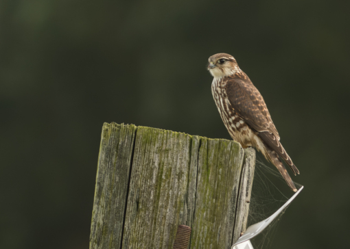 Baardman ©Lars Buckx