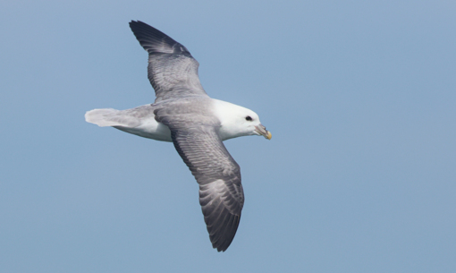 Kleine Jager © Lars Buckx