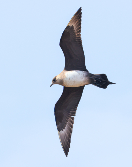 Kleine Jager © Lars Buckx