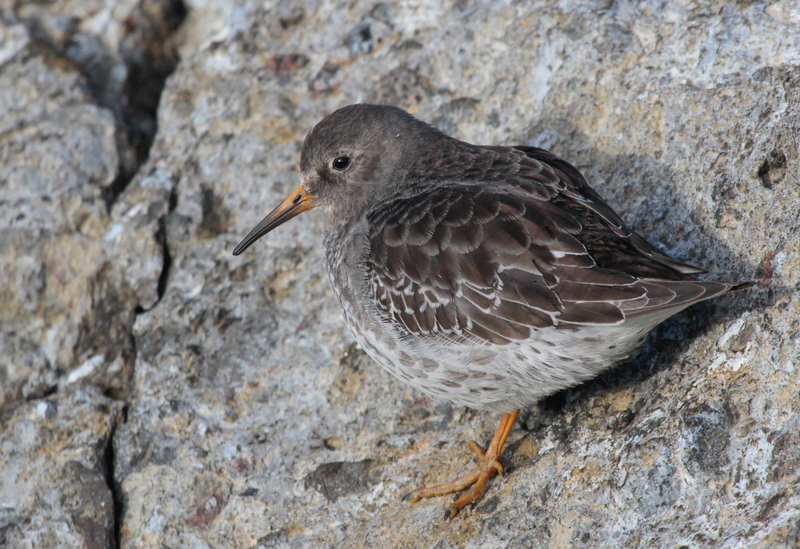 Paarse Strandloper