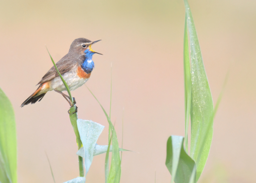 Roerdomp © Jesse Zwart