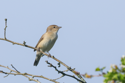 Tuinfluiter ©Lars Buckx