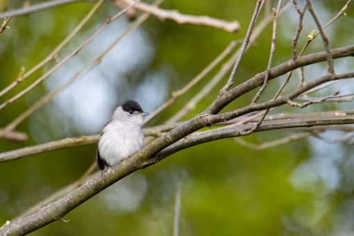 Tuinfluiter ©Lars Buckx