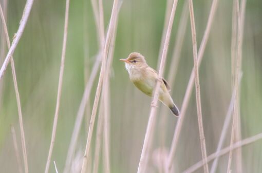 Roerdomp © Corné Koopmans