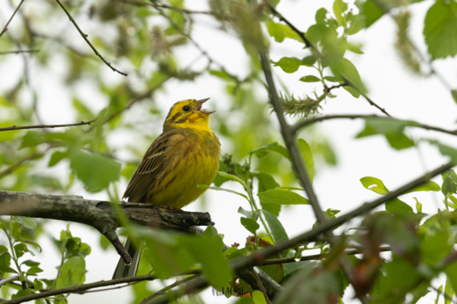 Geelgors ©Laurie Rijsdijk