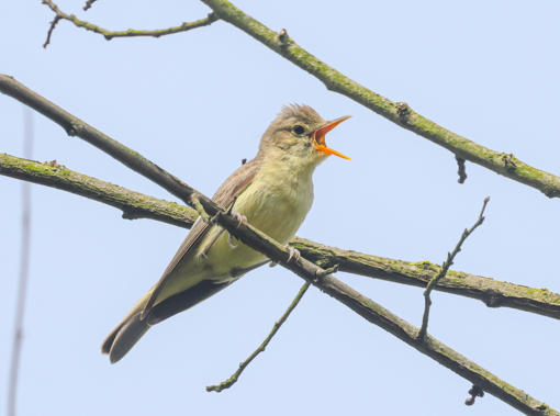 Spotvogel ©Lars Buckx