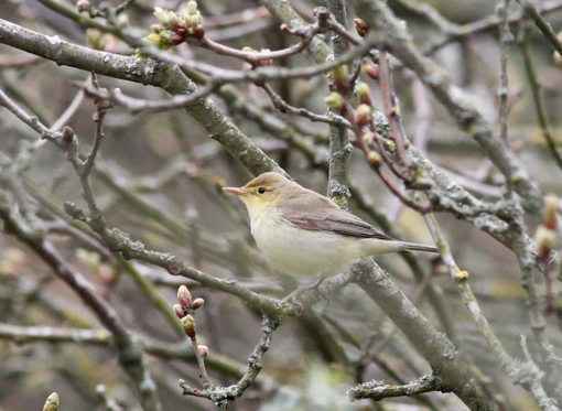 Spotvogel ©Lars Buckx