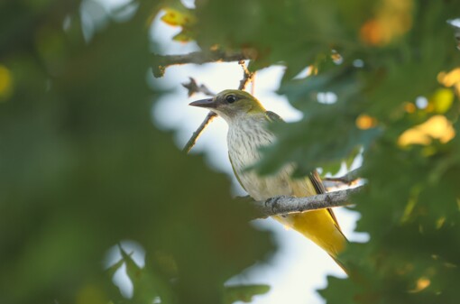 Spotvogel ©Lars Buckx
