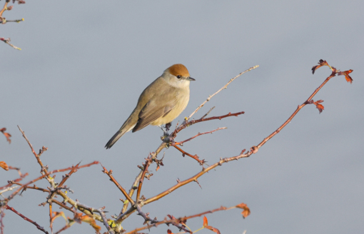 Spotvogel ©Lars Buckx