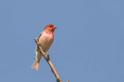 Spotvogel ©Lars Buckx