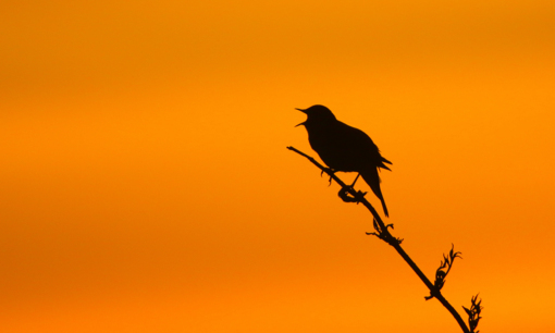 Nachtegaal ©Lars Buckx