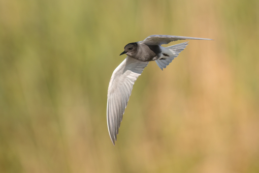 Zwarte Stern © Jesse Zwart