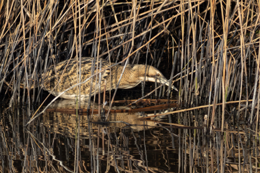 Zwarte Stern © Jesse Zwart