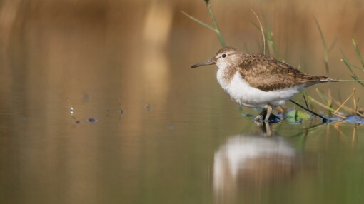 Zwarte Stern © Jesse Zwart