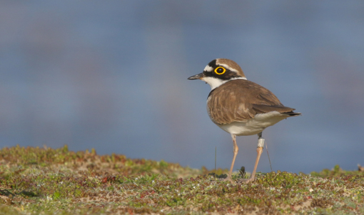 Zwarte Stern © Jesse Zwart