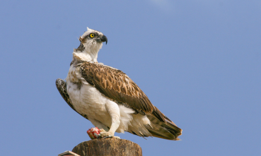 Zwarte Stern © Jesse Zwart