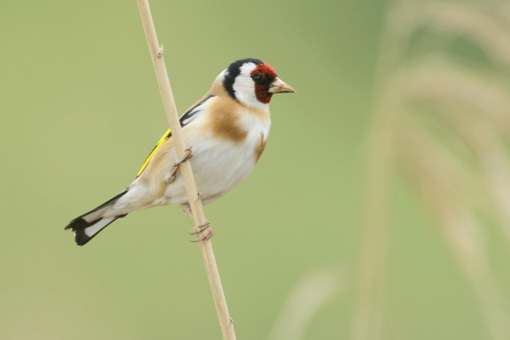 Zwarte Stern © Jesse Zwart