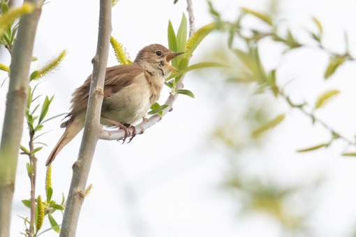Zwarte Stern © Jesse Zwart