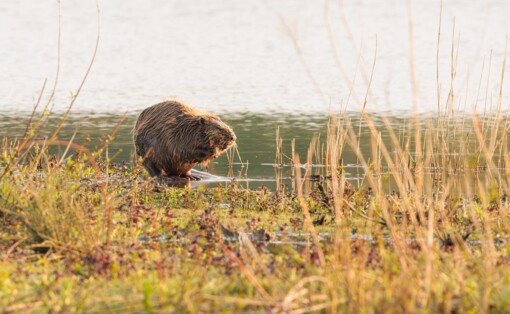 Zwarte Stern © Jesse Zwart