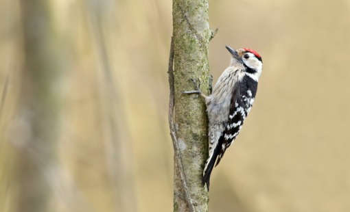Zwarte Stern © Jesse Zwart