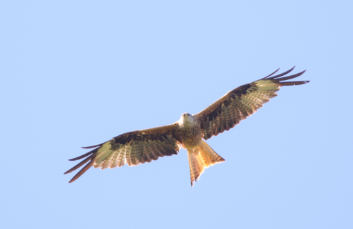 Zwarte Stern © Jesse Zwart