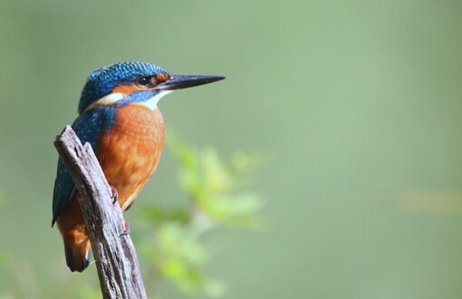Zwarte Stern © Jesse Zwart
