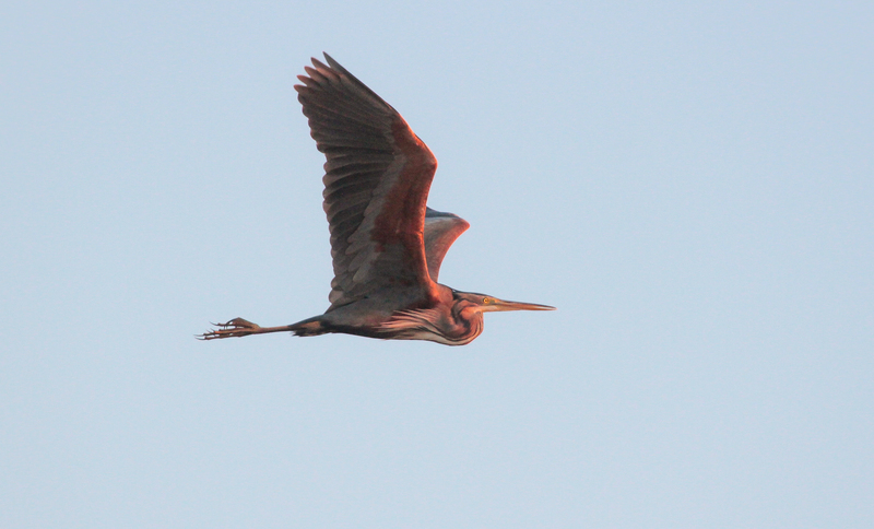 Purperreiger