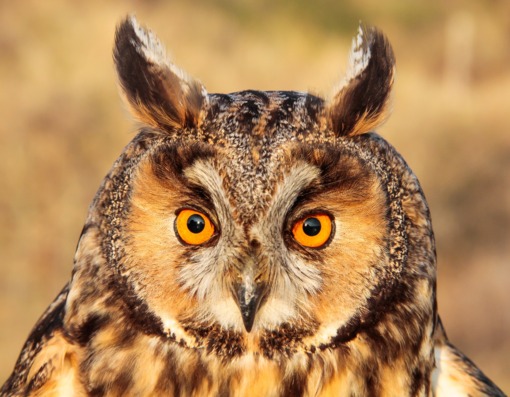 Ransuil ©Lars Buckx