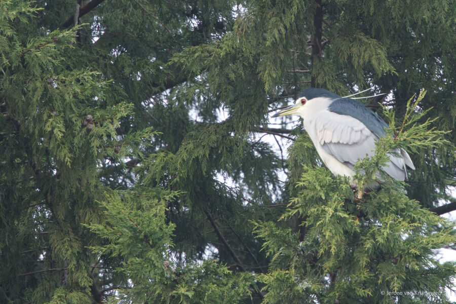 Kwak in een naaldboom ©Jeroen van Kruiningen