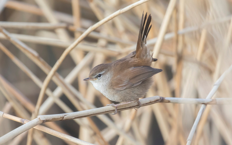 Cetti's Zanger