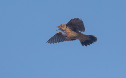 Spotvogel ©Lars Buckx