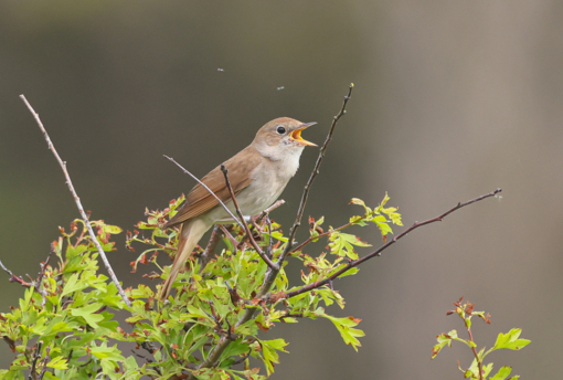 Spotvogel ©Lars Buckx