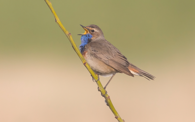 Blauwborst