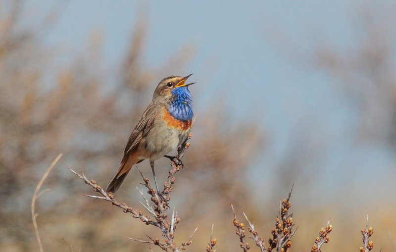 Blauwborst