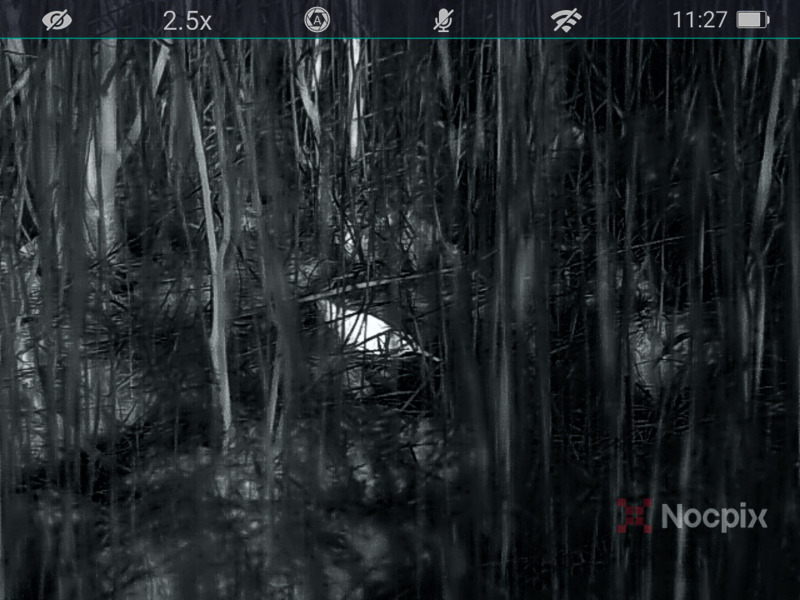 Bokje door de NocPix Lumi H35 ©Lars Buckx