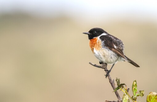 Blauwborst Jesse Zwart