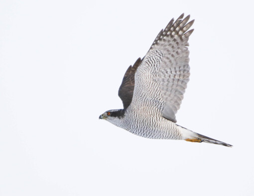 Blauwborst Jesse Zwart