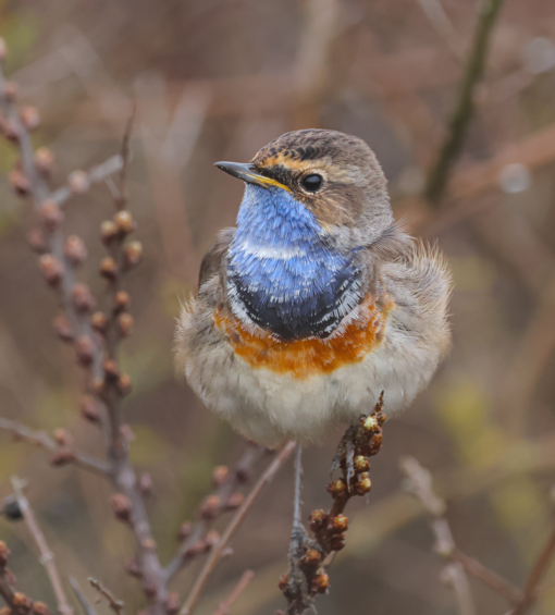 Zwarte Stern © Jesse Zwart