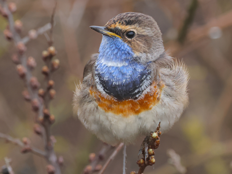 Zwarte Stern © Jesse Zwart