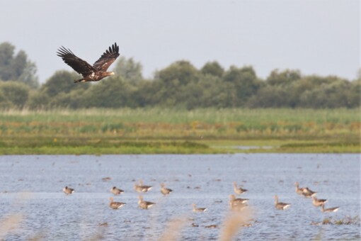 Roerdomp © Corné Koopmans