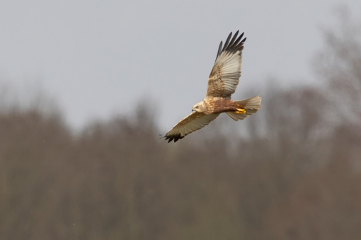 Edelhert © Corné Koopmans