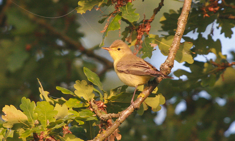 Spotvogel