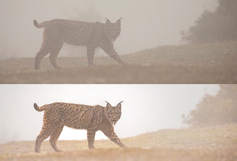 Iberische Lynx