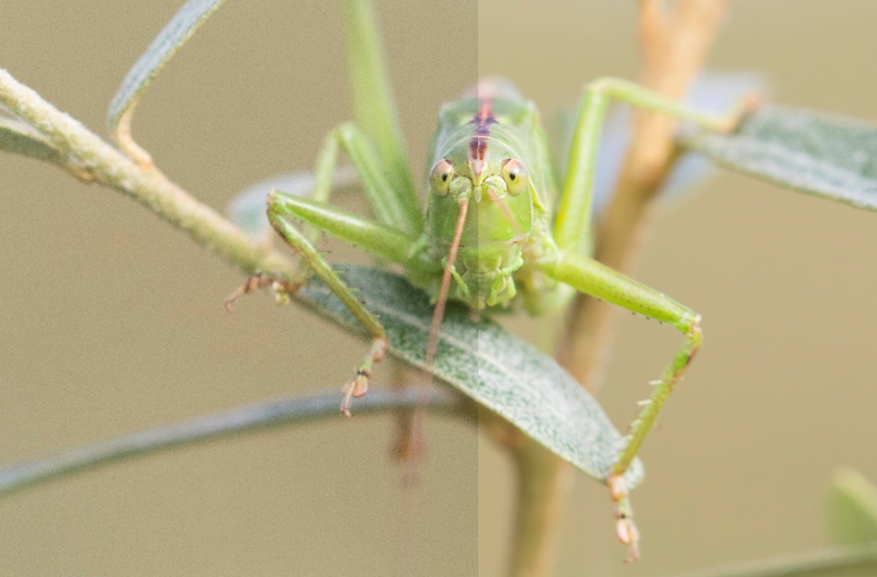 Grote Groene Sabelsprinkhaan