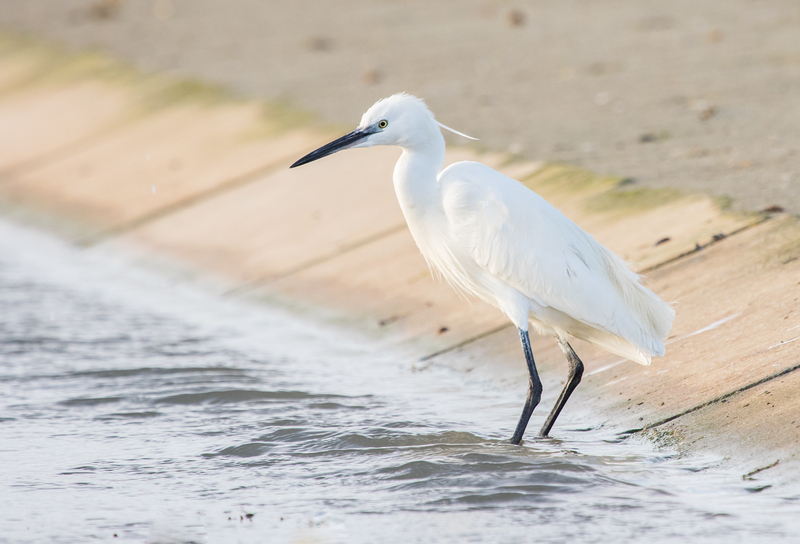 Kleine Zilverreiger