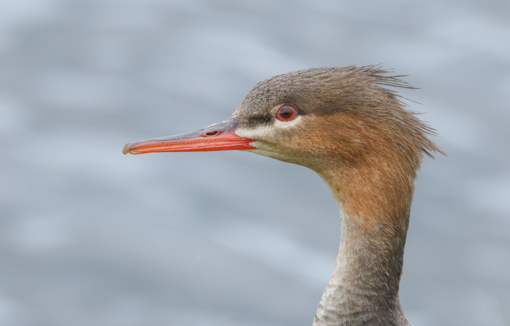 Zwarte Zeekoet © Lennart Verheul