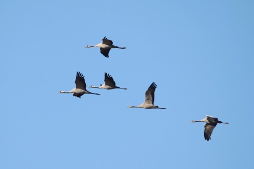 Kraanvogels ©Willemijn van der Kolk